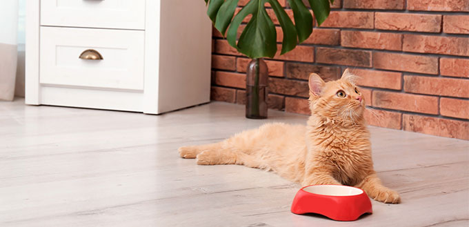 Cute cat lying near bowl on floor at home