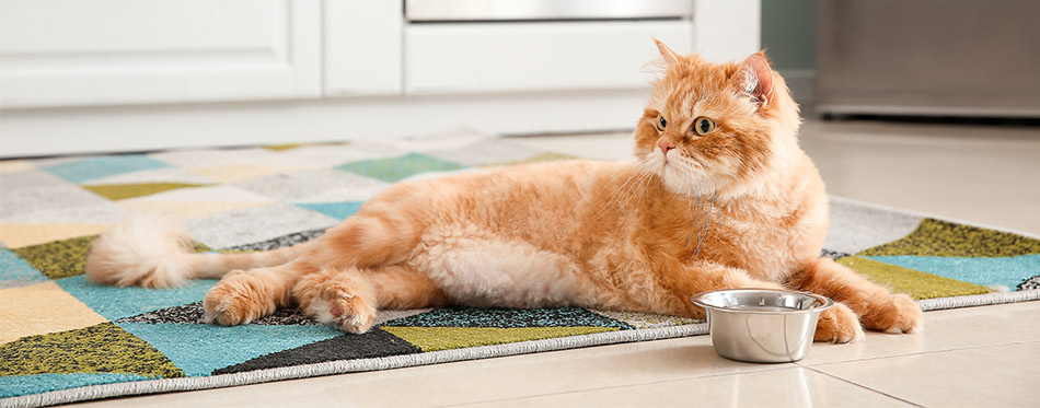 Cute cat lying near bowl with food in kitchen