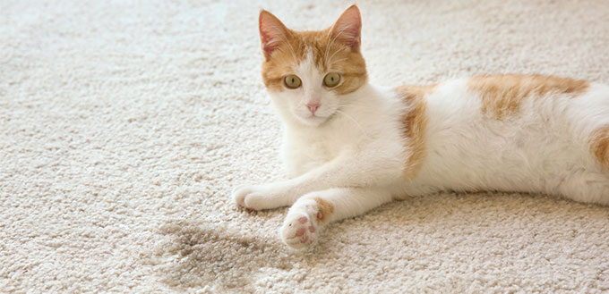Cute cat lying on carpet
