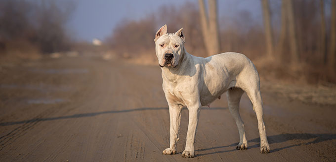 Dirty Dogo Argentino in Nature
