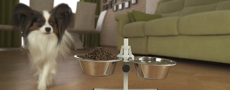 Dog Papillon runs to the bowls with food in living room