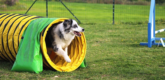 Agilité du chien