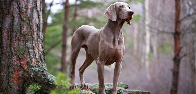 Dog and dry tree