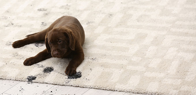 Dog leaving muddy paw prints on carpet