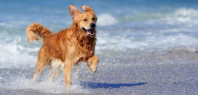 Dog on the beach