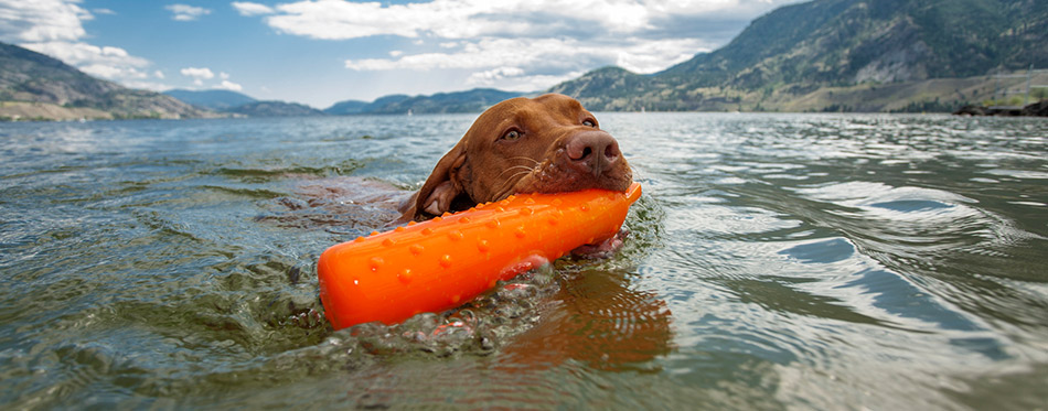 Dog retrieving dummy from water