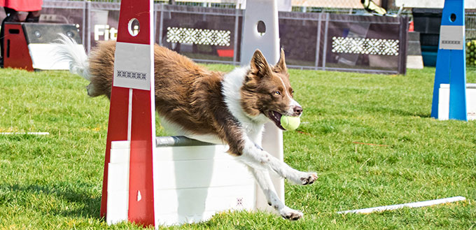 Flyball