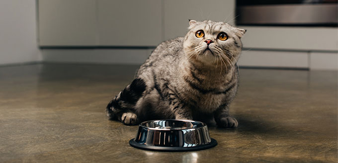 Chat gris près du bol d'eau