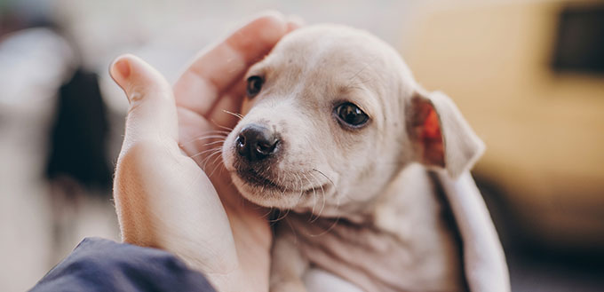 Hand and puppy