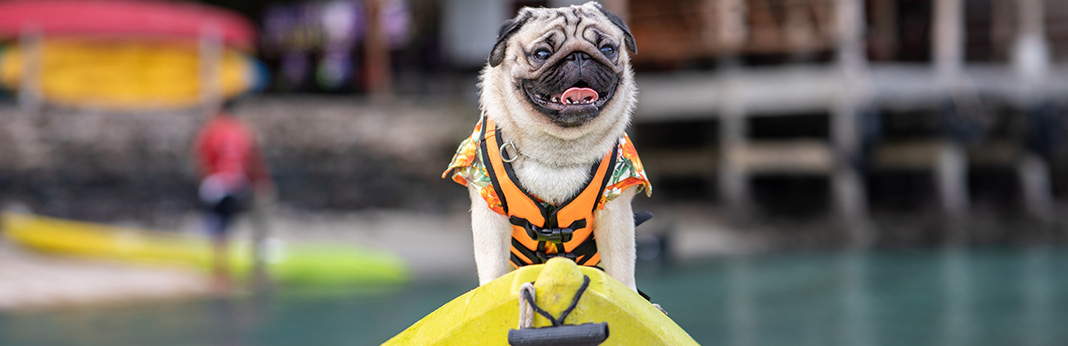 How To Go Kayaking With Your Dog