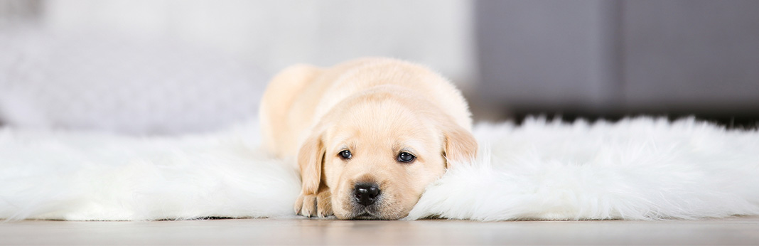 How-to-Get-Pet-Stains-Out-of-Carpet