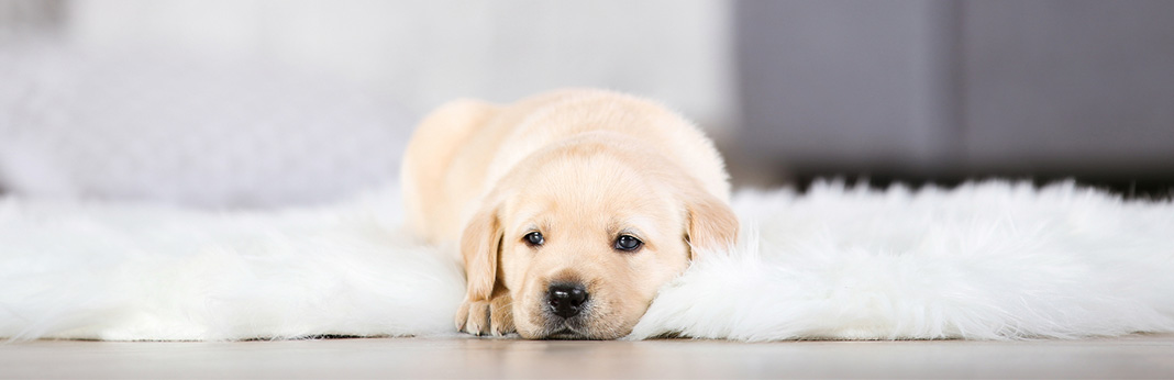 How to Get Pet Stains Out of Carpet