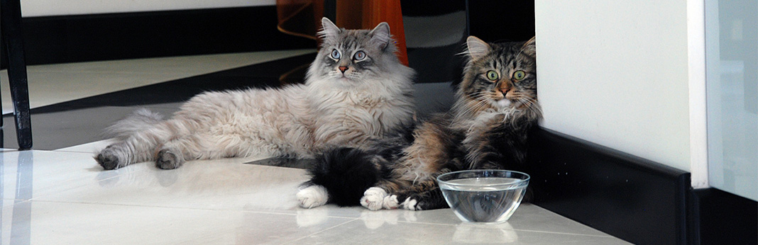 How-to-Keep-Your-Cat-Hydrated-if-She’s-Not-Drinking-Water