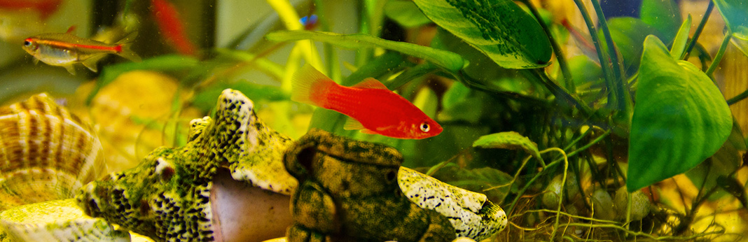 How to Safely Acclimate New Fish to Your Aquarium