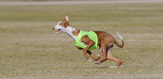 Ibizan hound running a lure course