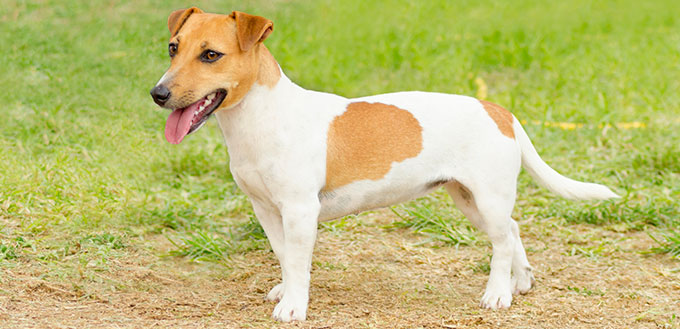 Jack Russell Terrier