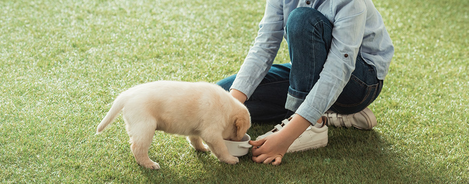 Little kid feeding his labrador puppy on grass