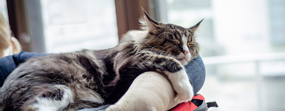 Maine Coon cat sleeping on a pillow