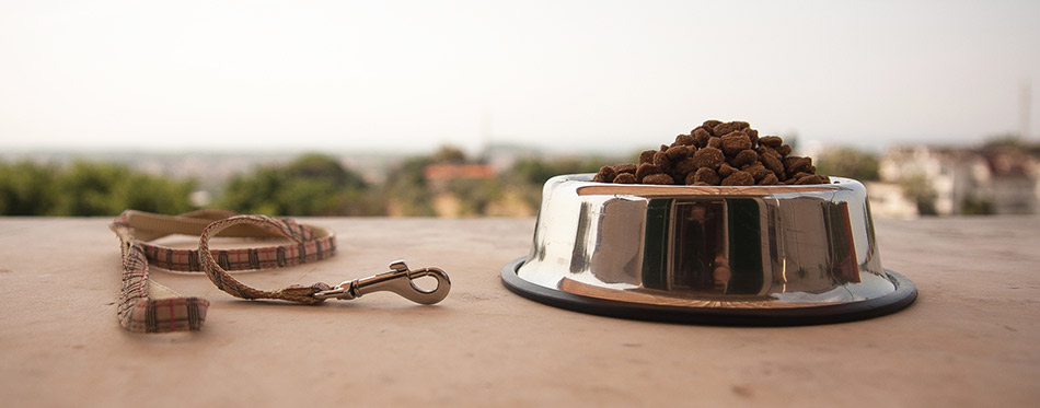 Petfood in bowl