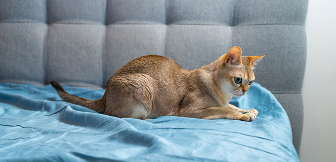 Portrait of adorable singapura cat.