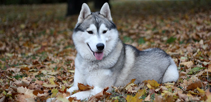 Portrait of siberian husky in autumn