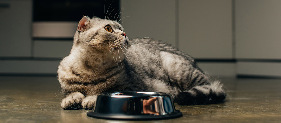 Purina-Beyond-Cat-Food-Review