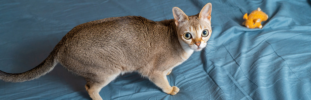 Singapura Cat: Breed Information, Characteristics, and Facts