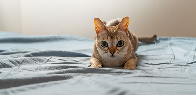 Singapura cat playing on blue background.