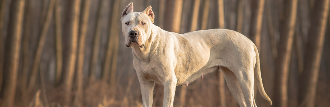 The 10 Most Stubborn Dog Breeds