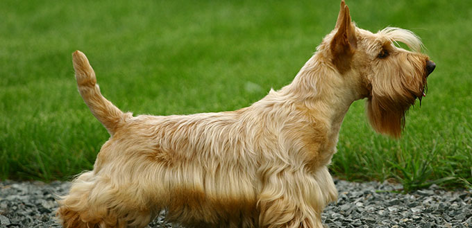 The Scottish Terrier
