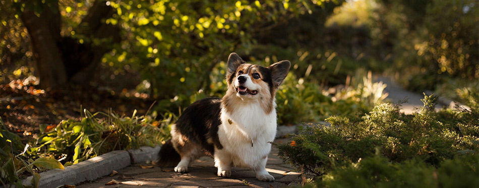 Welsh corgi dog in fresh spring park