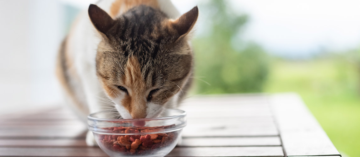 Applaws-Cat-Food-Review