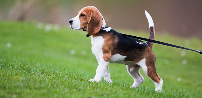 Beagle on green grass