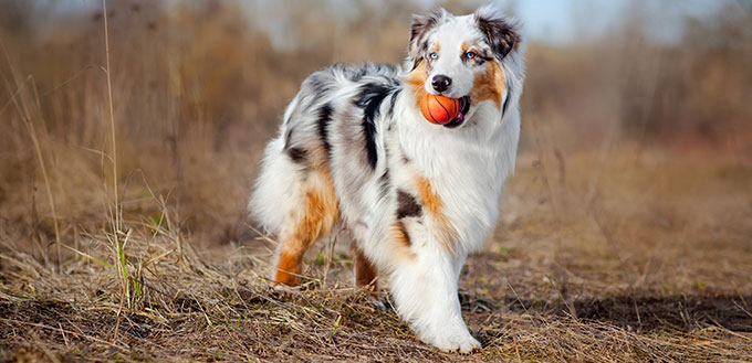 Beautiful Australian Shepherd walking