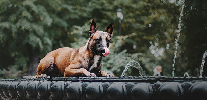 Belgian Shepherd dog (Malinois dog) at autumn park