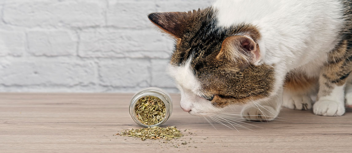 Best-Catnip