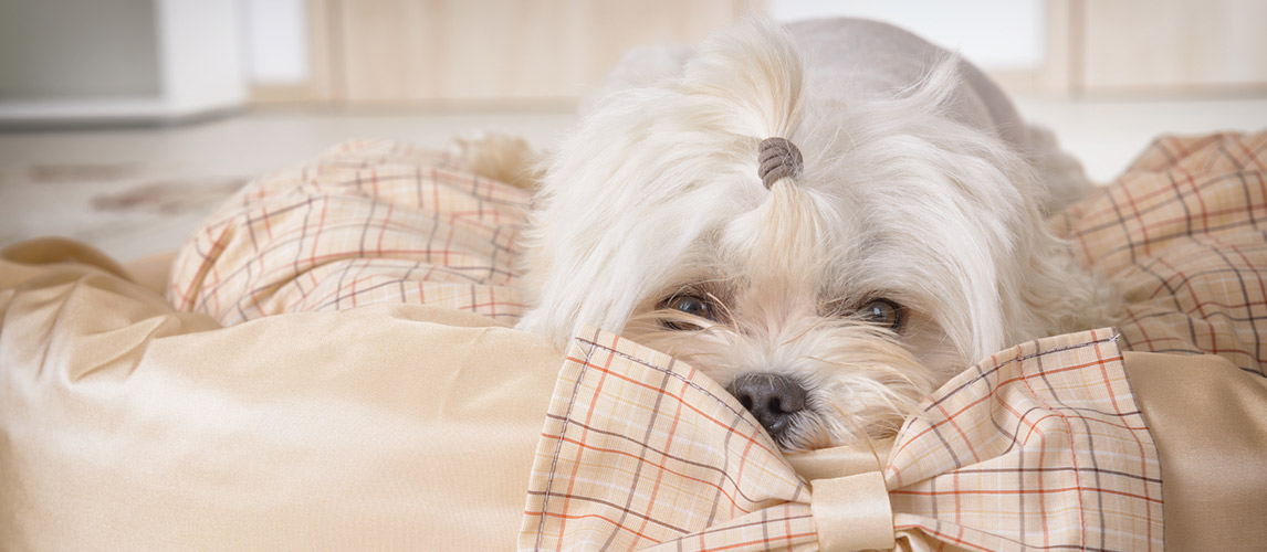 Best-Dog-Cave-Beds