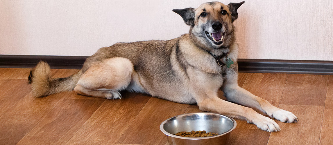 Best-Dog-Food-For-Bladder-Stones