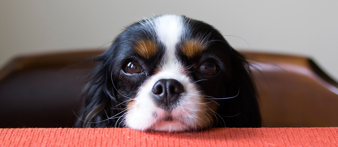 Best-Dog-Food-for-Loose-Stool