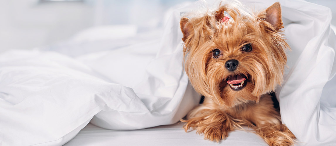 Best-Sheets-for-Dog-Hair