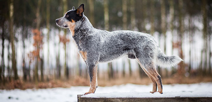 Blue australian cattle dog portrait