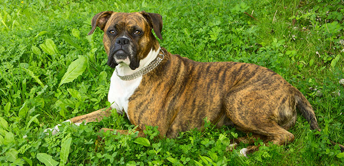 Boxer dog