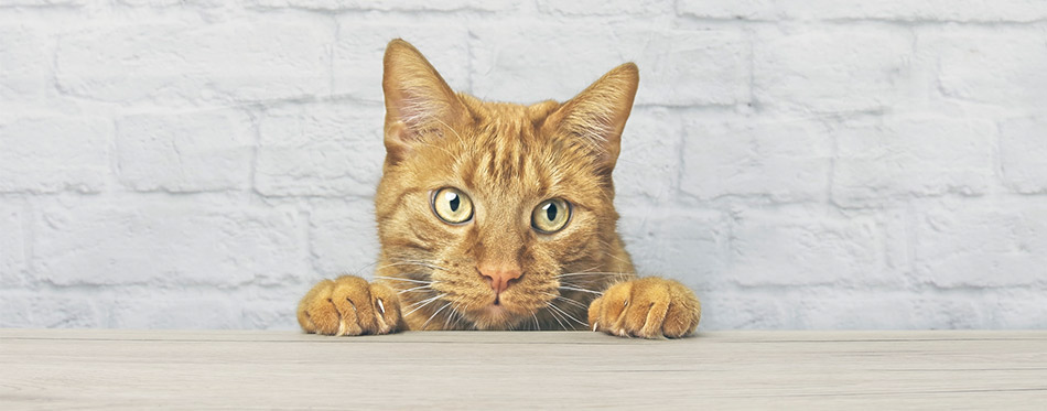 Cat looking curiously at the table