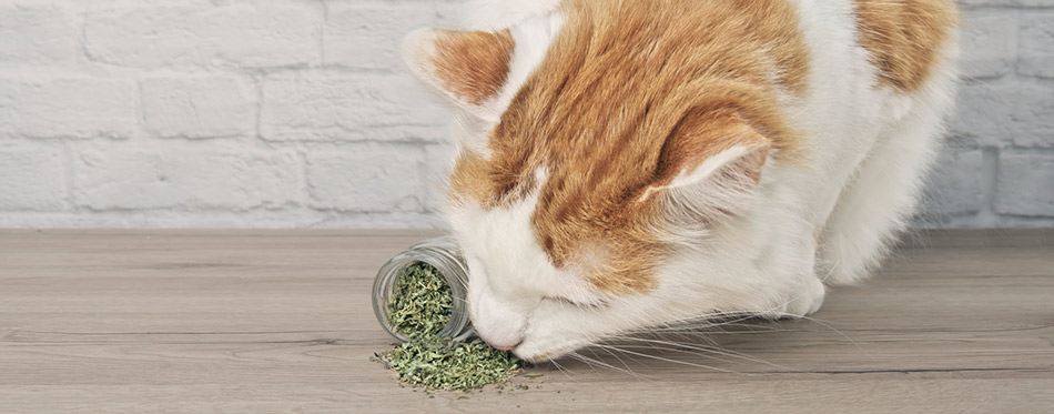 Cat sniffing on dried catnip