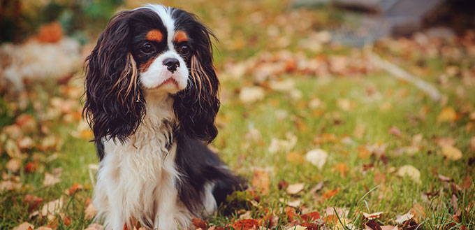 Cavalier king charles spaniel dog