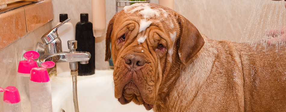 Cleaning the Dog of Dogue De Bordeax Breed in bath