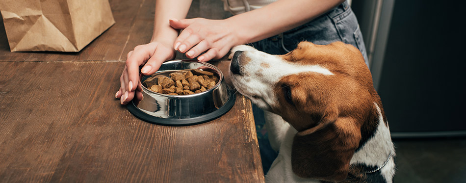 Cropped view of young woman giving pet food to adorable beagle dog