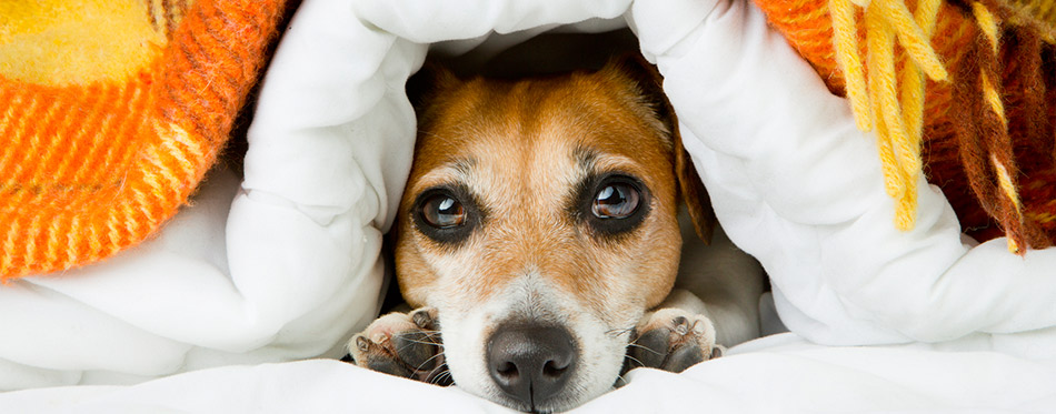 Cute relaxed puppy