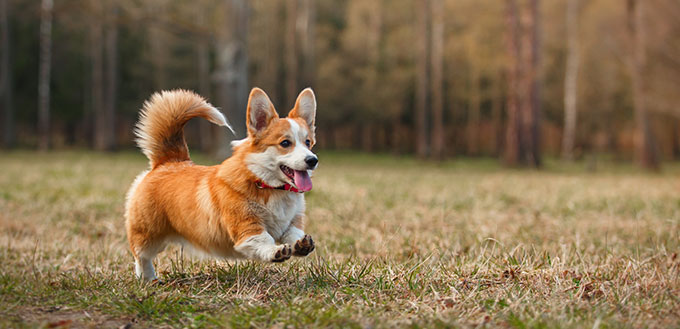 Dog breed Welsh Corgi Pembroke