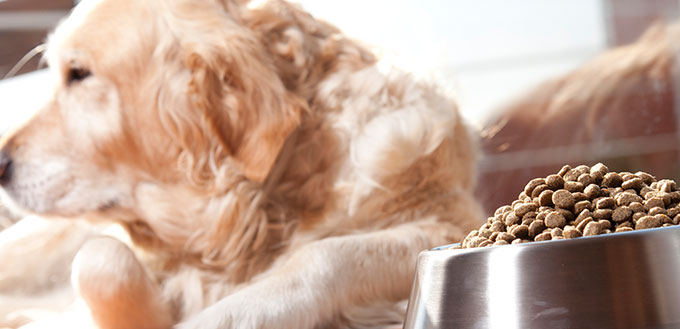 Chien avec sa nourriture